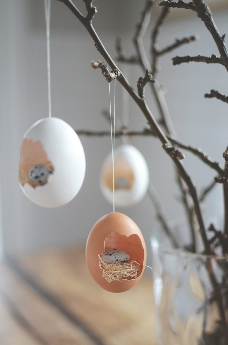 baby bird nest eggs