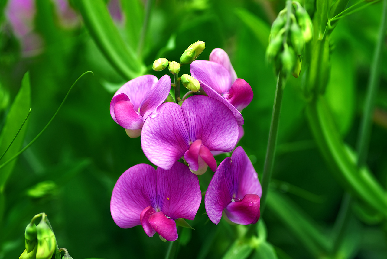 Birth Month Flowers Sweet Pea April