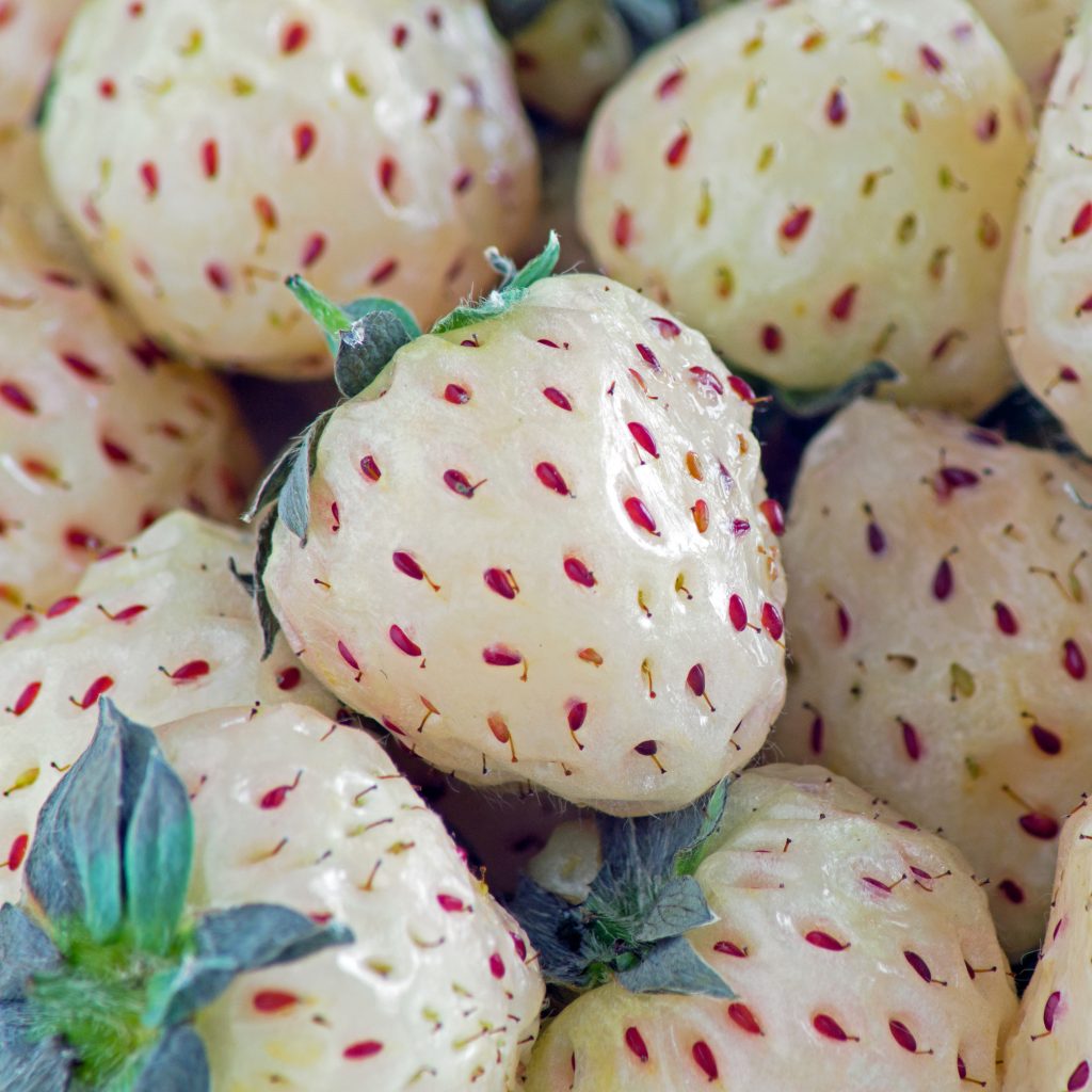 Pineberry: Real Strawberry With A Sweet-Tart Pineapple Flavor