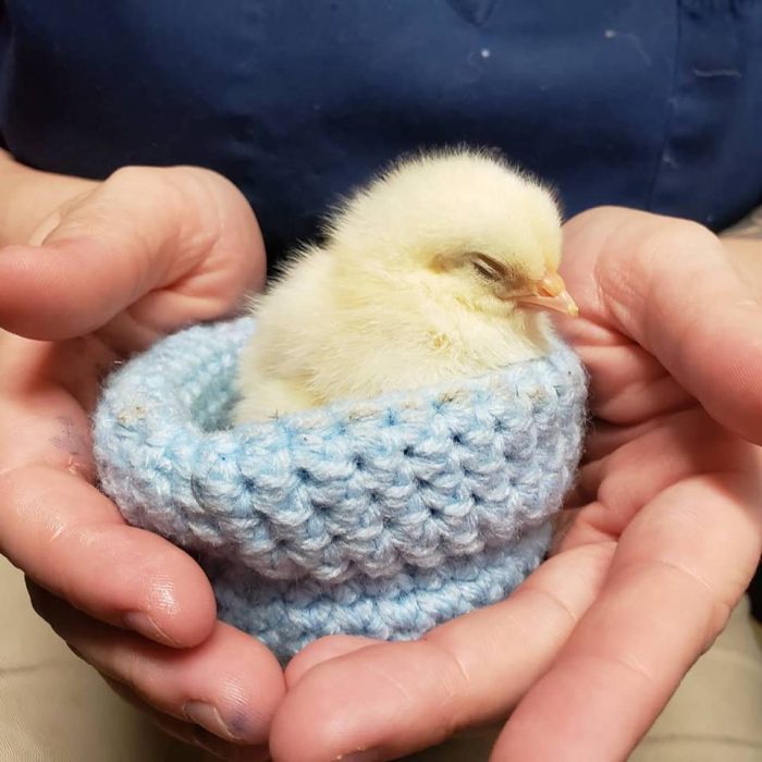 Knitted Baby Bird Nests