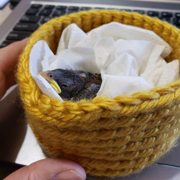 Knitted Baby Bird Nests