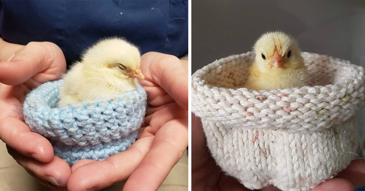 HandKnitted Baby Bird Nests Needed For Local Rescue Group