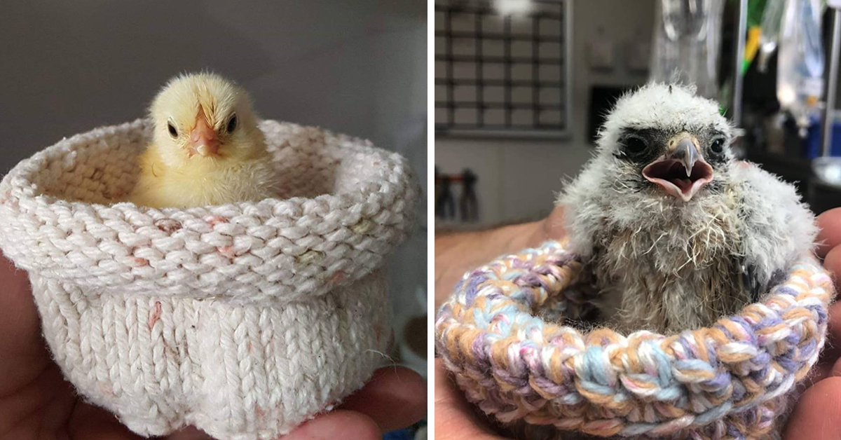 HandKnitted Baby Bird Nests Needed For Local Rescue Group