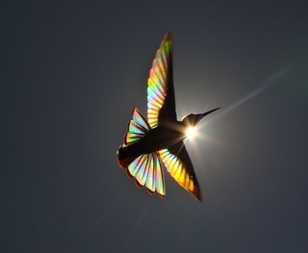 Photos Of Hummingbirds’ Wings