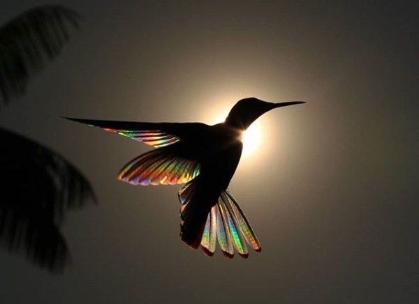 Photos Of Hummingbirds’ Wings