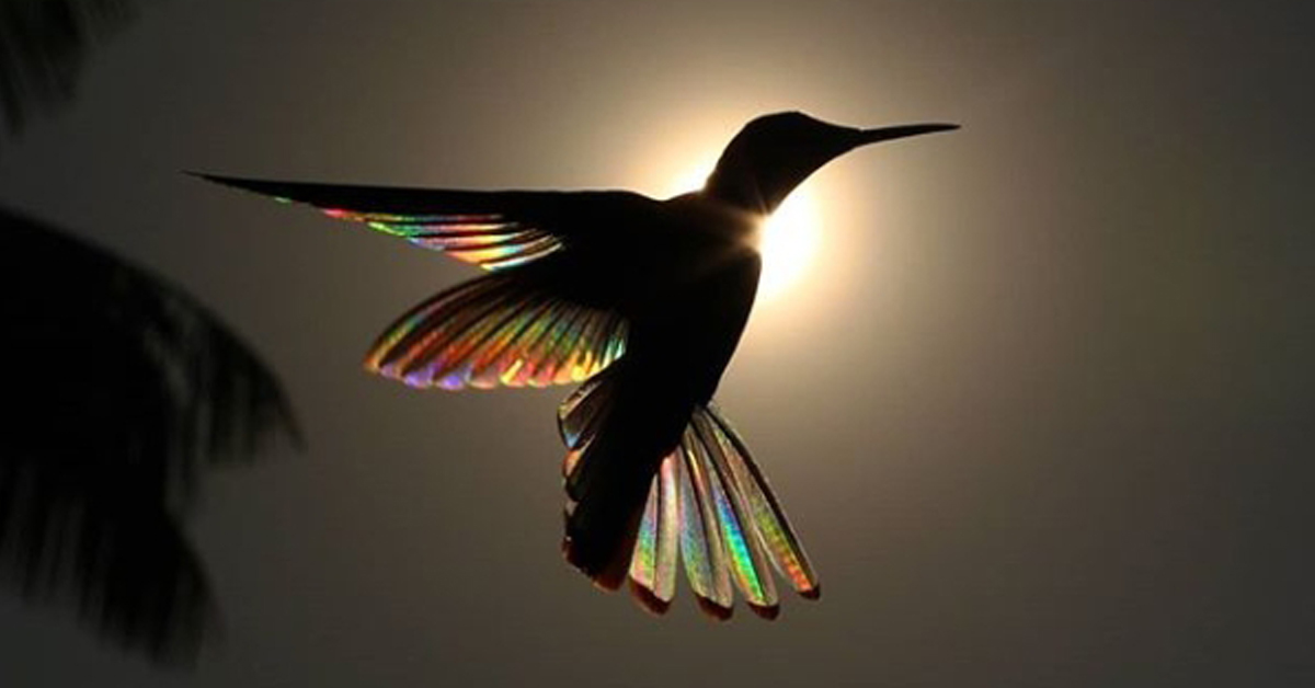 7 Amazing Photos Of Hummingbirds’ Wings Shining Like Rainbows