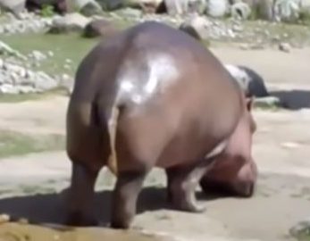 Harry the Farting Hippo