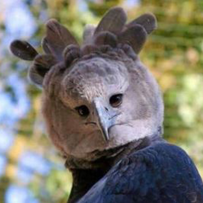 The Harpy Eagle Is So Big, Some Mistake It For A Person In A Costume