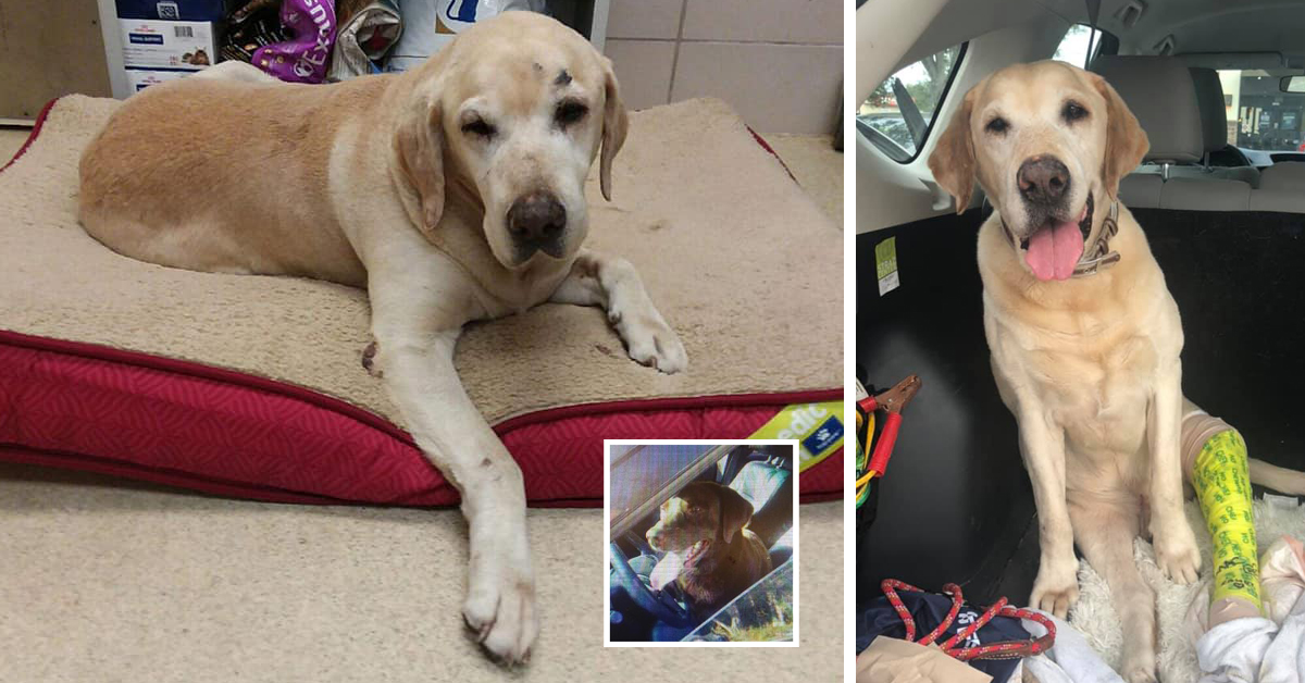 Dog Stays By His Brother's Side After Being Hit By A Car And Left To Die