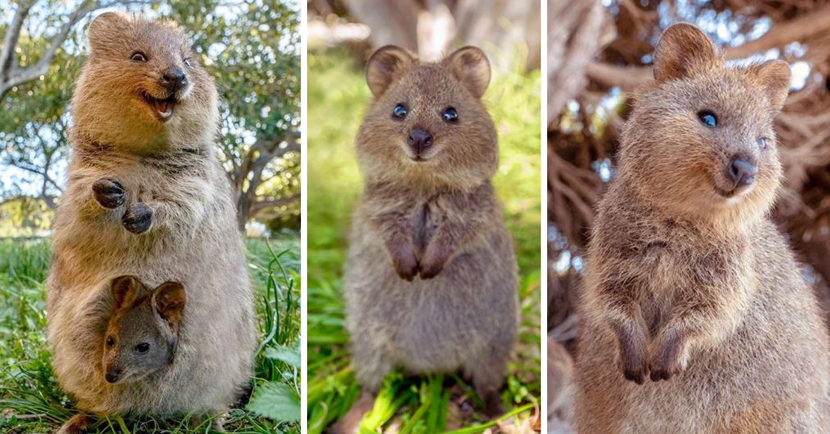 Meet The Quokka The World s Happiest Animal 