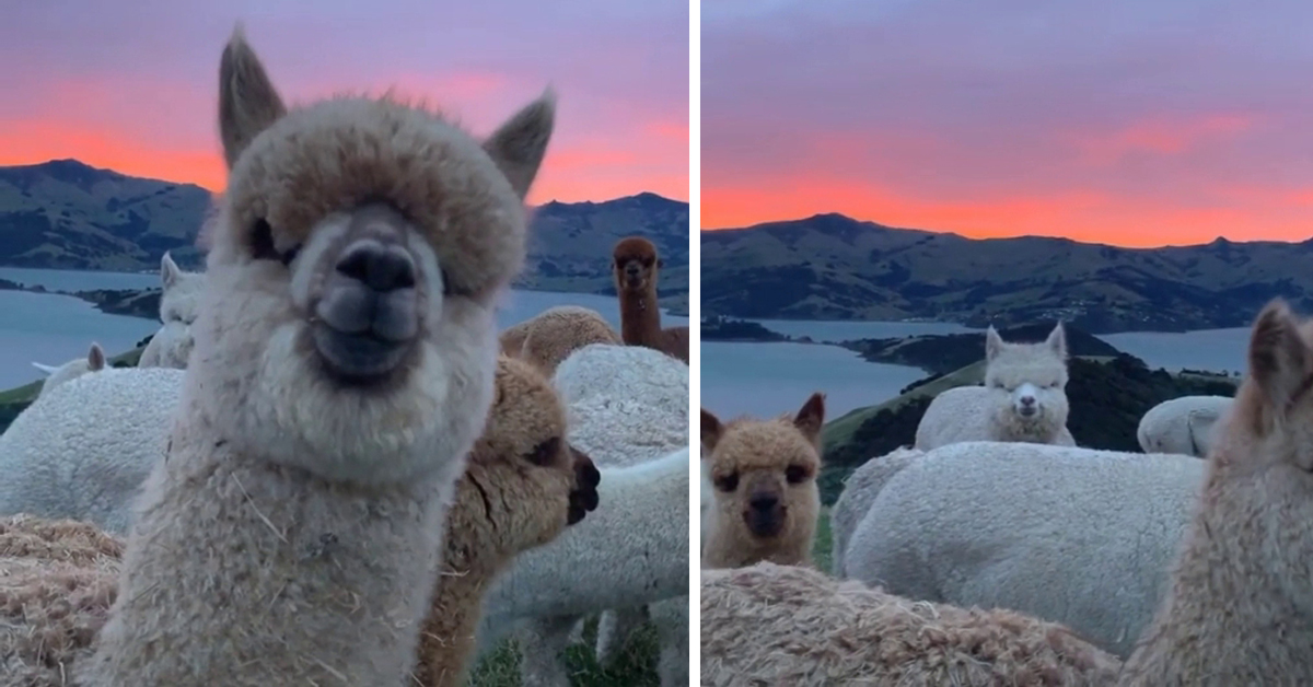 Watch: Alpaca Herd Peacefully Grazes Below A Spectacular Pink Sunset.