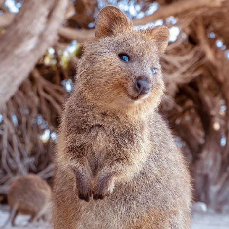 Meet The Quokka - 'The World's Happiest Animal'