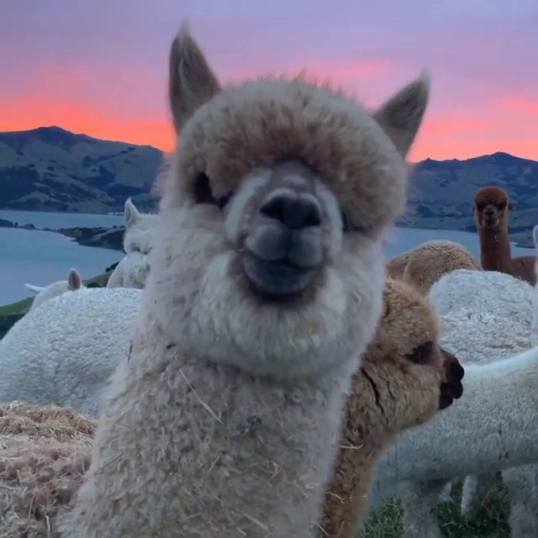 alpacas sunset