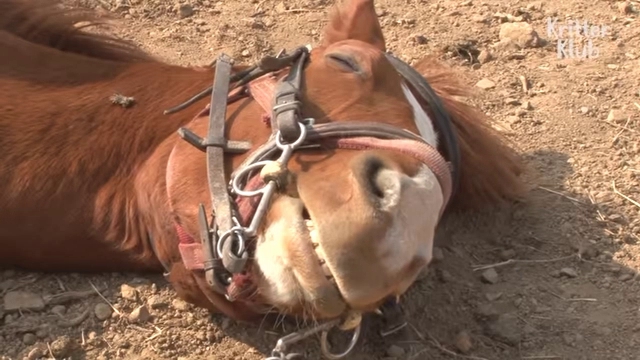 Horse Plays Dead