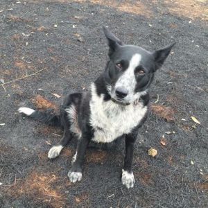 Border Collie Saves Flock Of Sheep From Raging Australian Bushfire