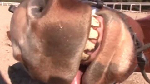 Horse Plays Dead