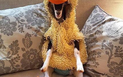 Polly and Her Duck Costume