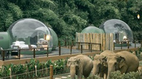 Jungle Bubbles