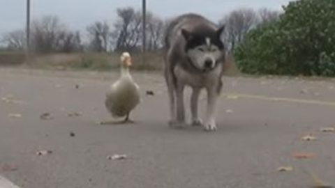 Quackers The Duck and Max The Malamute Become Best Friends