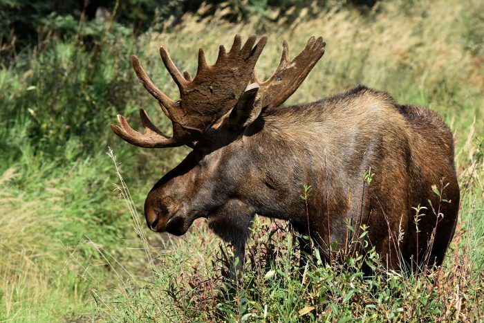 Alaska Man Ducks Into Shed To Avoid Bull Moose