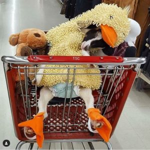 Goat Suffering From Anxiety Needs Her Duck Costume To Calm Down