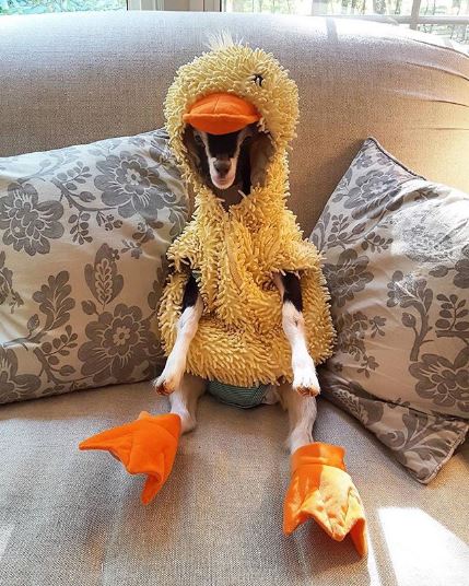 Polly and Her Duck Costume