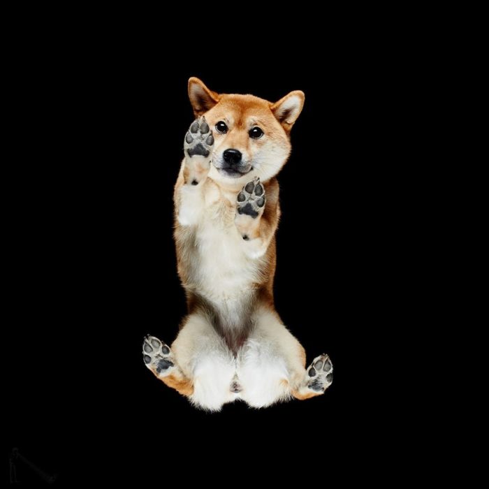 Photographer Captures Images Of Cats and Dogs From Underneath
