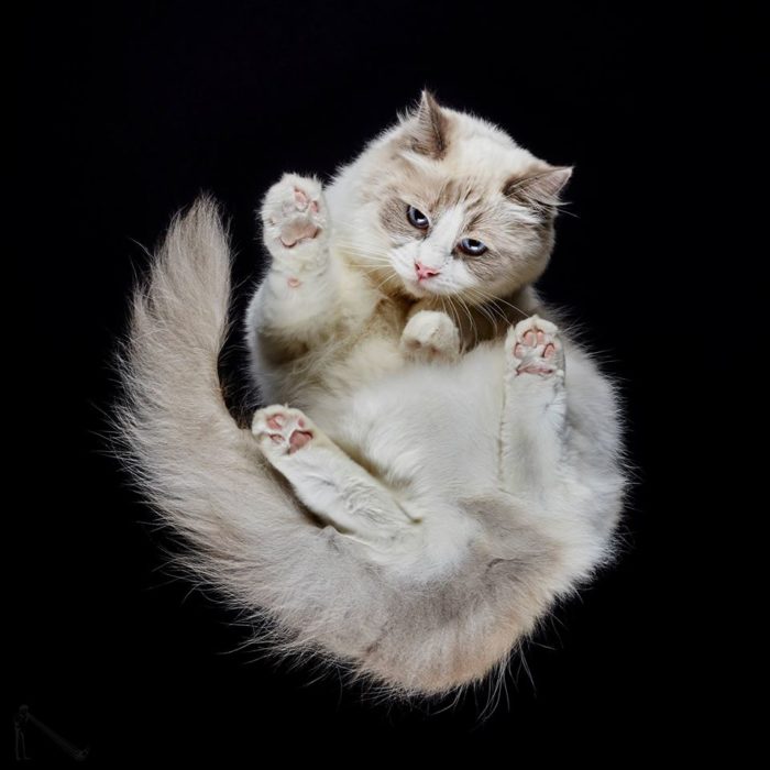 Photographer Captures Images Of Cats and Dogs From Underneath