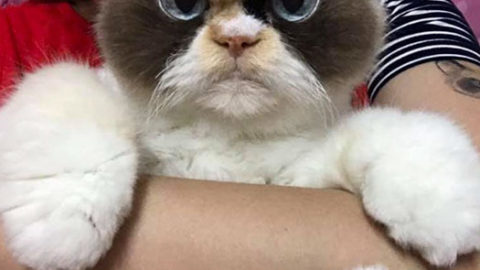 "Meow Meow" Is The New Grumpy Cat In Town And She's Furious