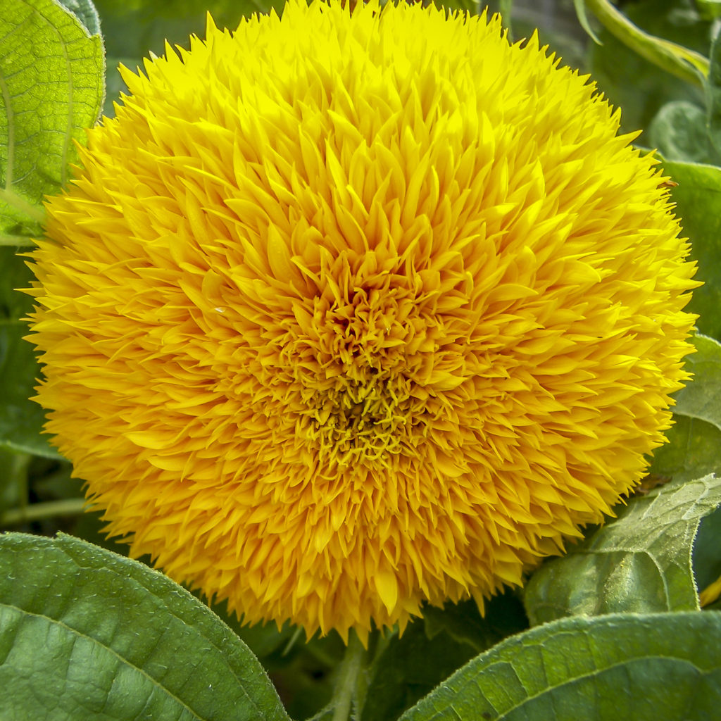 teddy bear sunflowers in pots