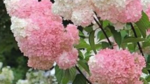 Vanilla Strawberry Hydrangeas Produce Gorgeous White and Pink Flowers