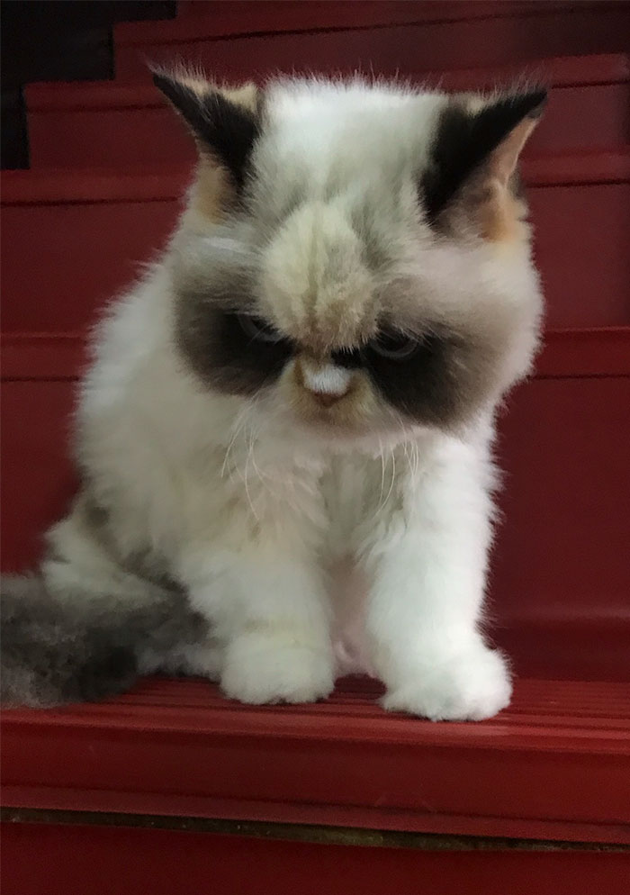 "Meow Meow" Is The New Grumpy Cat In Town And She's Furious
