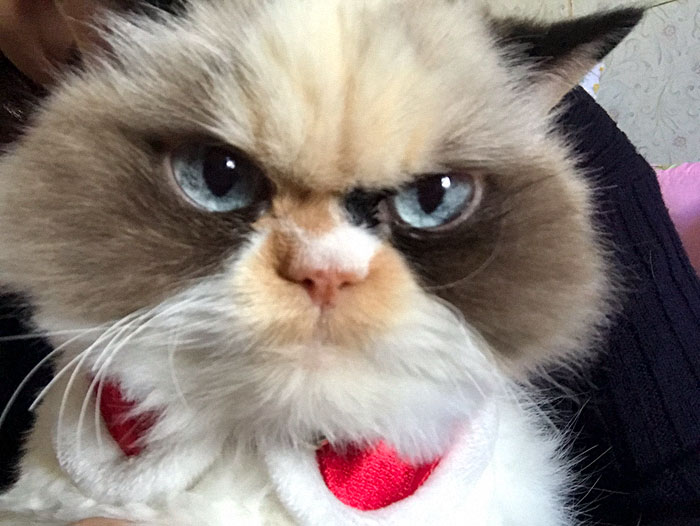 "Meow Meow" Is The New Grumpy Cat In Town And She's Furious