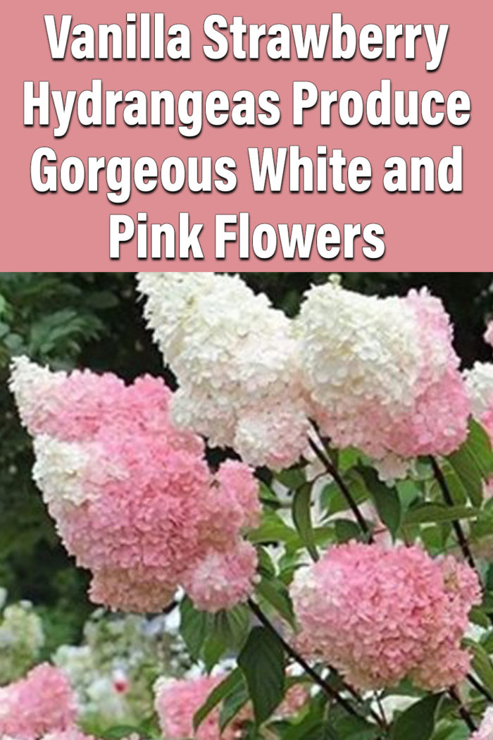 Vanilla Strawberry Hydrangeas Produce Gorgeous White and Pink Flowers