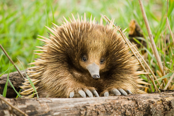 Eleanor the Echidna Is So Chonky She Survived A Car Hit
