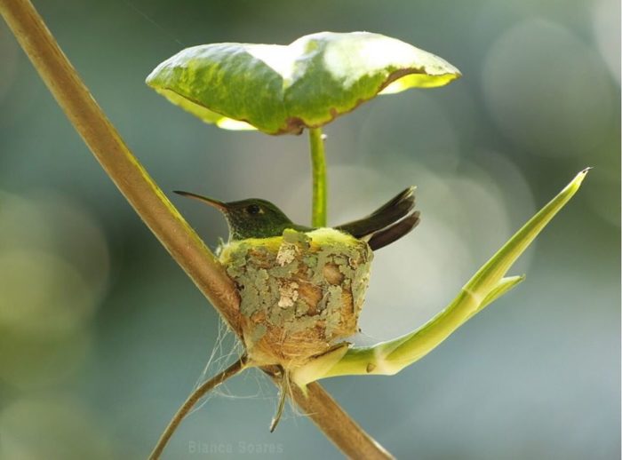 Shrewd Little Hummingbird Builds Nest With Roof To Stay Dry