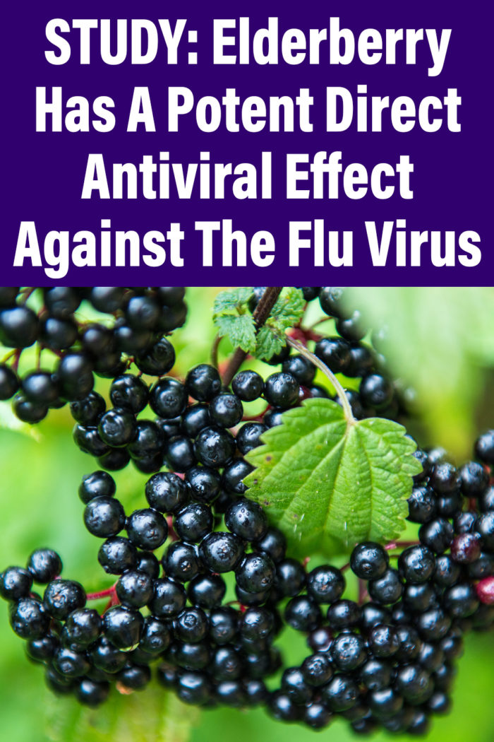 Study: Elderberry Has A Potent Direct Antiviral Effect Against The Flu Virus
