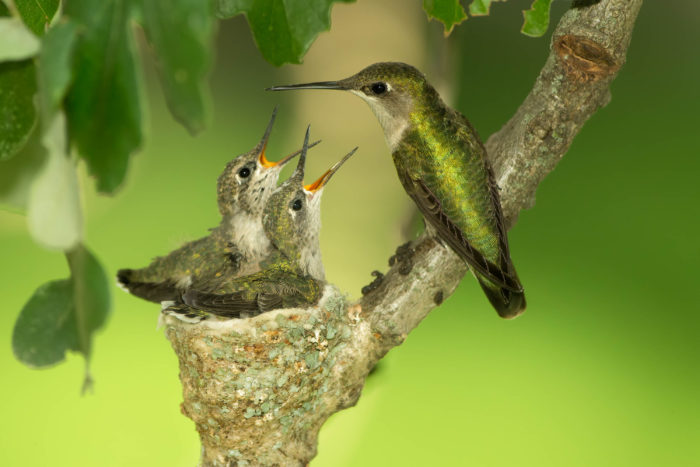 Hummingbird Nests