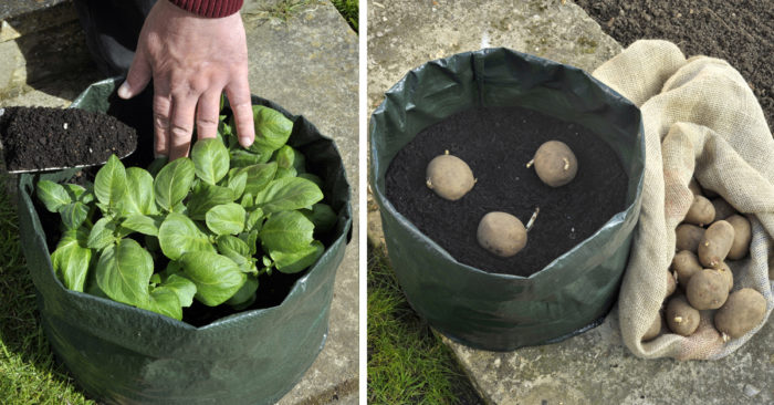 How to Grow Your Own Potatoes in a Bag or Container