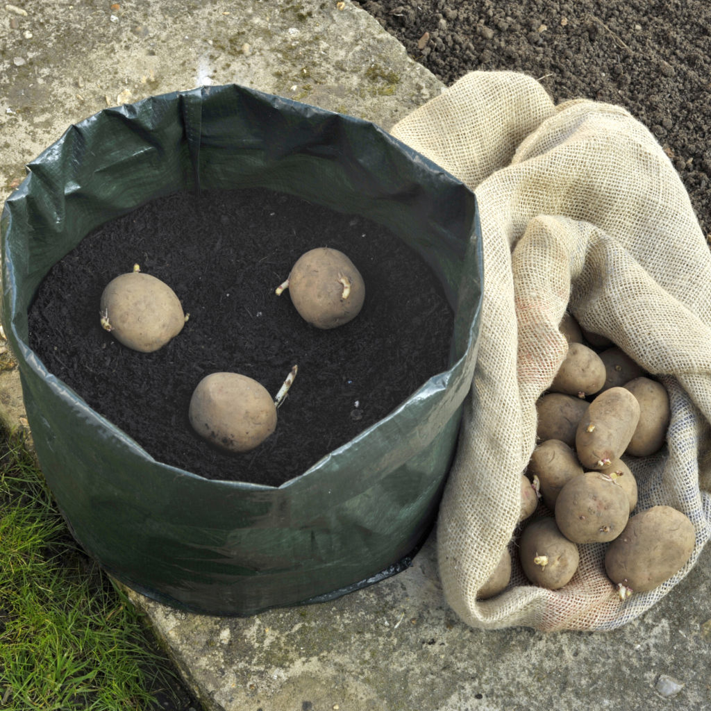 How To Grow Your Own Potatoes In A Bag Or Container