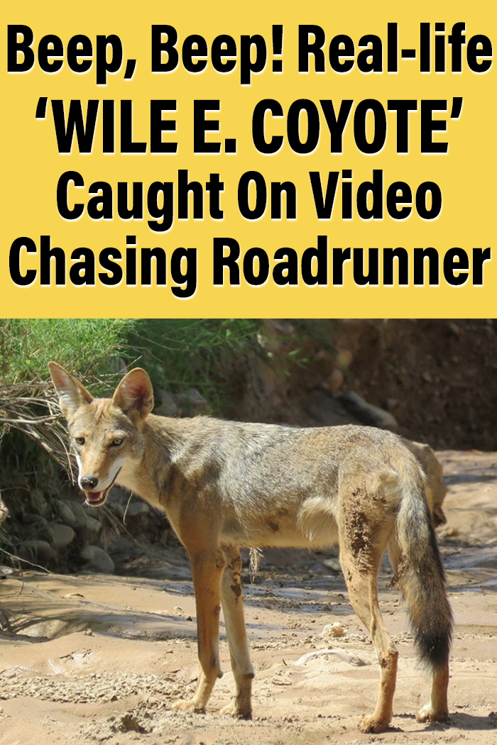 Wile E. Coyote