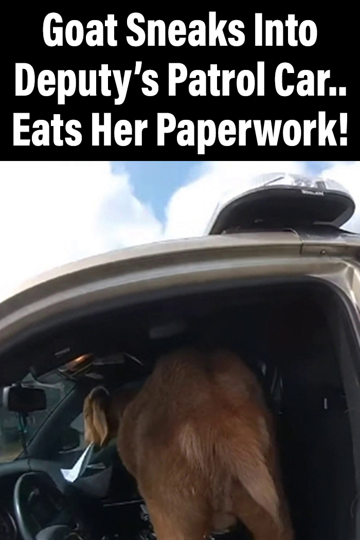 Goat Sneaks Into Deputy’s Patrol Car