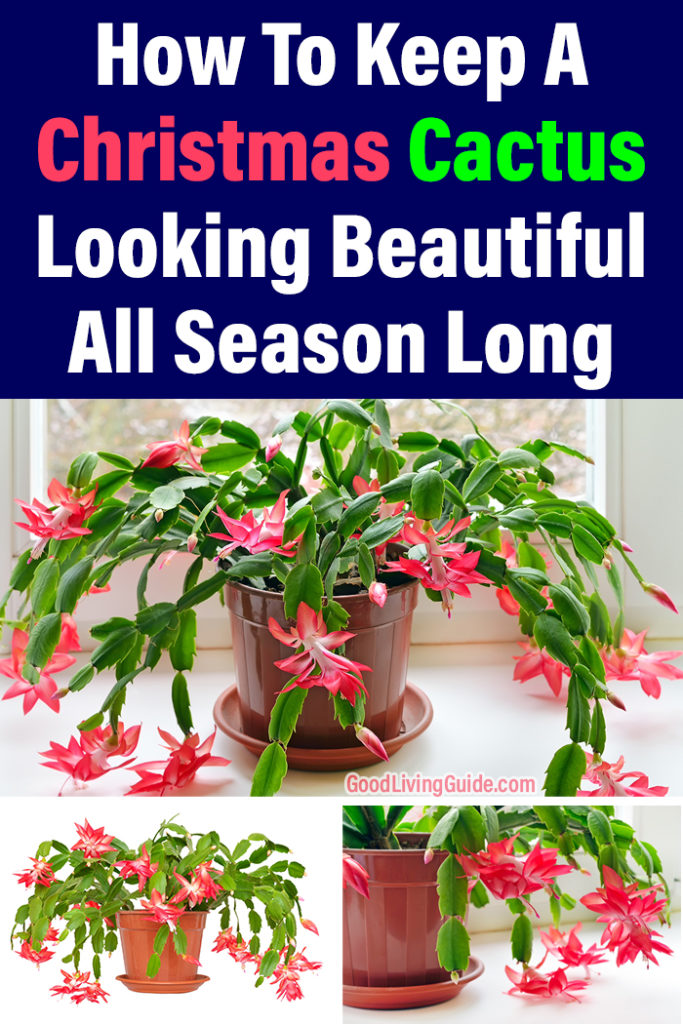 How To Keep A Christmas Cactus Looking Beautiful All Season Long