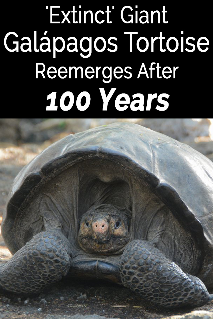 'Extinct' Giant Galápagos Tortoise Reemerges After 100 Years