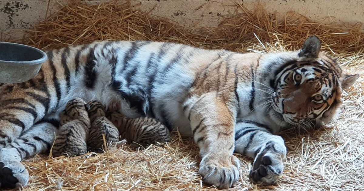 Rare Amur Tiger Cubs Born At Highland Wildlife Park