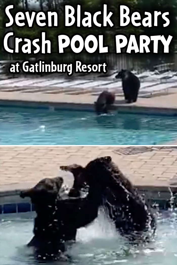 Seven Black Bears Crash Pool Party at Gatlinburg Resort