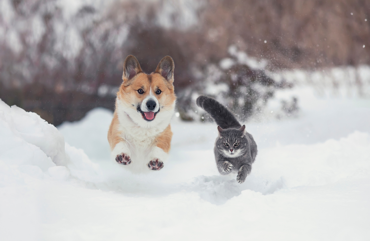 Dog and cat running in the snow